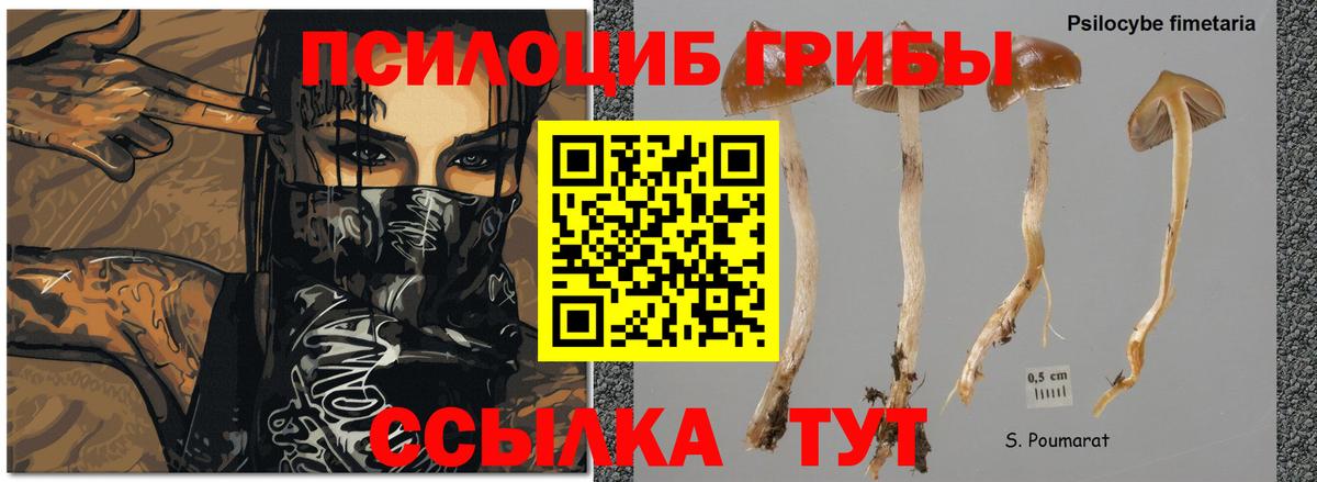 Псилоцибиновые грибы ЛСД  Псилоцибиновые грибы Magic Shrooms  наркошоп  Кингисепп  Вход с VPN 